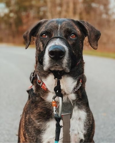 Pasos para ingresar a los centros deportivos nacionales con mascota en Guatemala-2