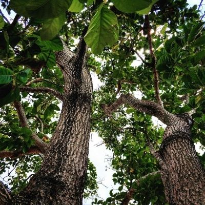 Árbol de aguacate en Guatemala-01