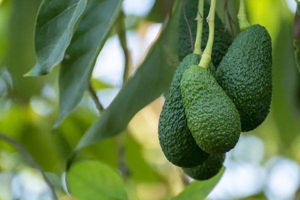 Árbol de aguacate en Guatemala-02