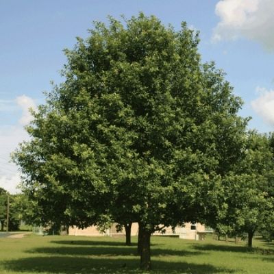 Árbol de encino en Guatemala-02