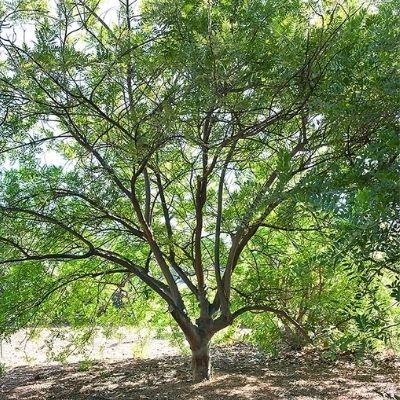 Árbol de jocote en Guatemala - 00
