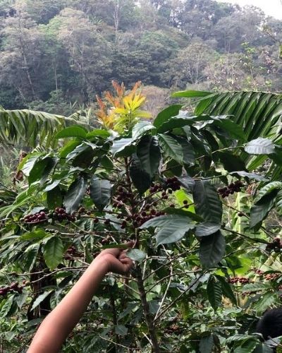 El sabor del café del municipio de Fraijanes-01