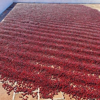 El sabor del café del municipio de Fraijanes-02