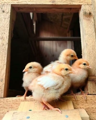 Juego infantil Los pollos de mi cazuela en Guatemala-01
