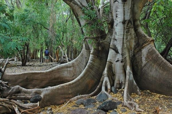 Árbol de amate en Guatemala-01