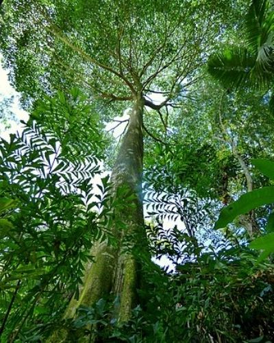 Árbol de amate en Guatemala-02