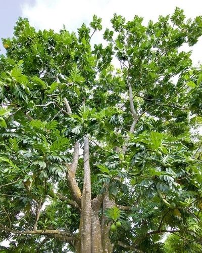 Árbol de pan en Guatemala-01