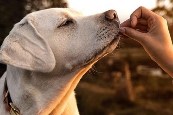 Consejos antes de entrenar a tu perro en casa guatemalteca-01