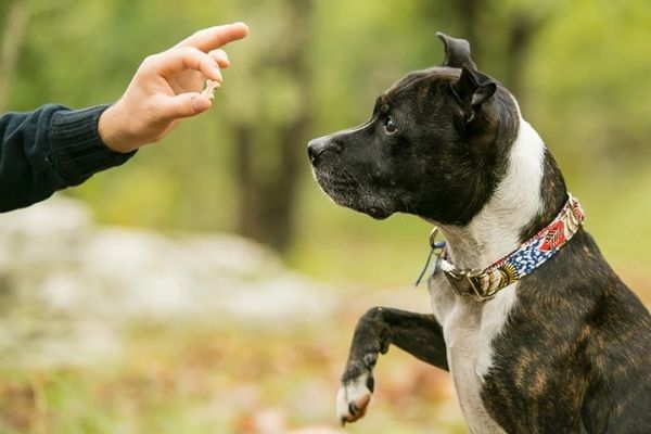 Consejos antes de entrenar a tu perro en casa guatemalteca