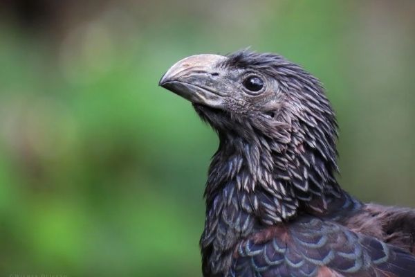El pijuy en Guatemala-01