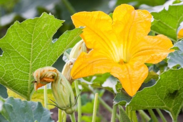 Flor de calabaza en Guatemala-01