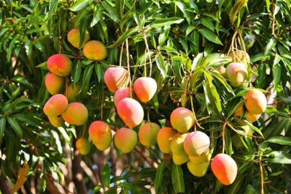 Frutas de la temporada de verano en Guatemala-02