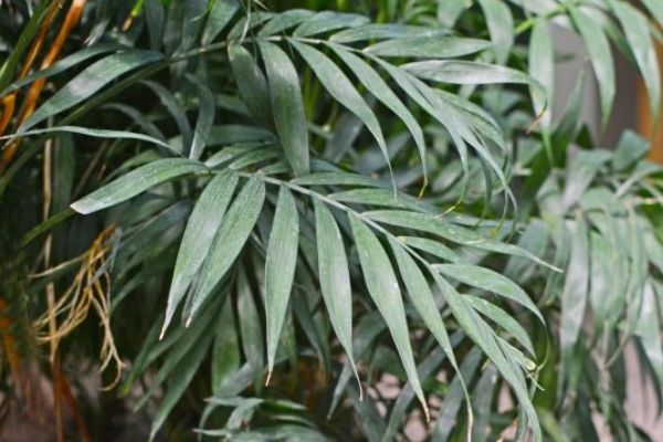 Hoja de Xate en Guatemala-01