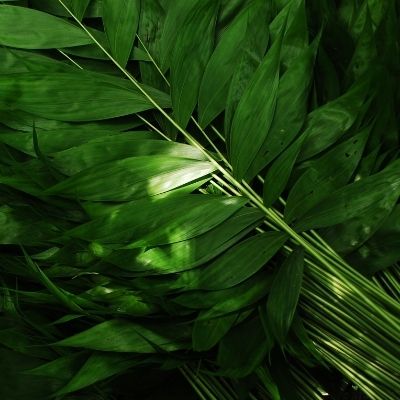 Hoja de Xate en Guatemala