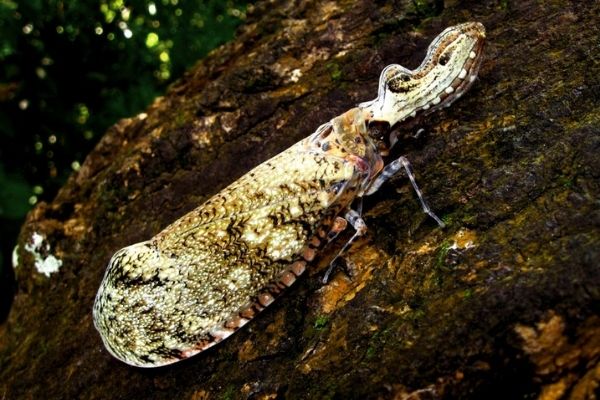 Mariposa cabeza de maní en Guatemala - 01