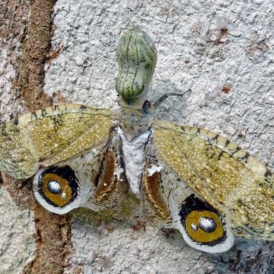 Mariposa cabeza de maní en Guatemala - 02