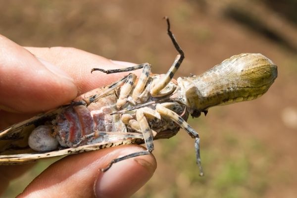 Mariposa cabeza de maní en Guatemala - 03