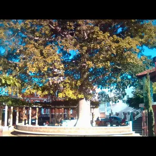 características de la ceiba en guatemala