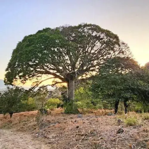importancia de la ceiba en Guatemala