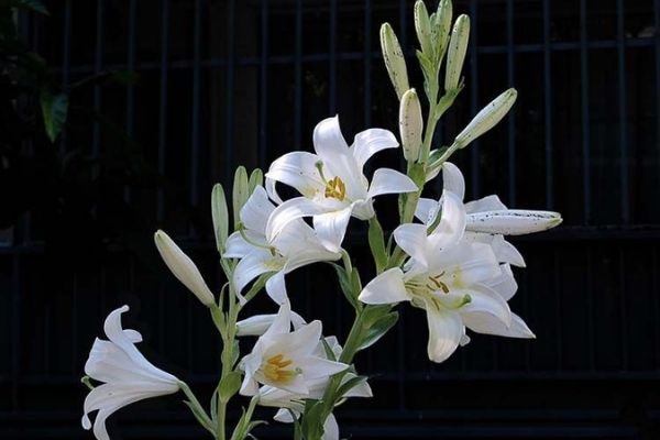 Flor azucena en Guatemala-01