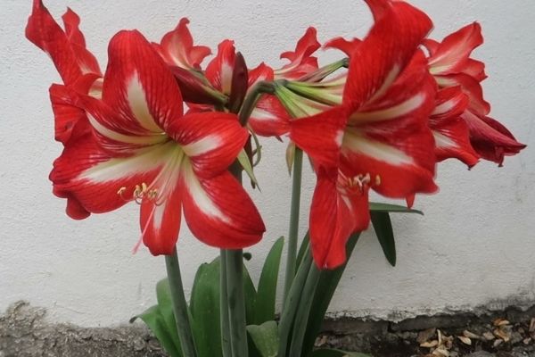 Flor azucena en Guatemala-02