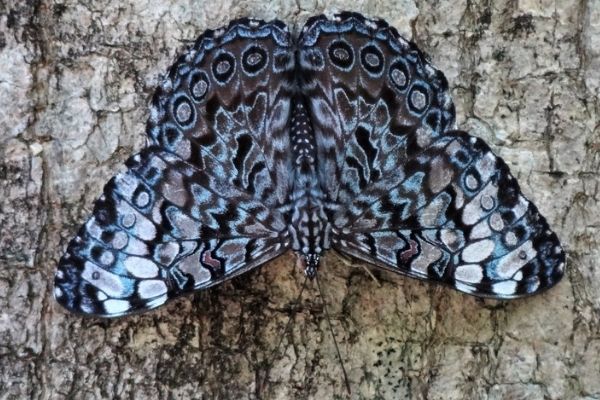 Mariposa tronadora de Guatemala-01