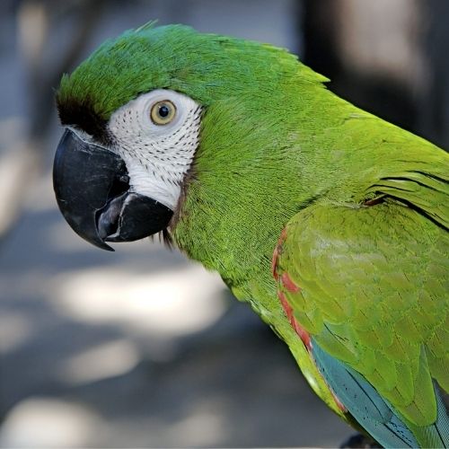 Características de los loros 