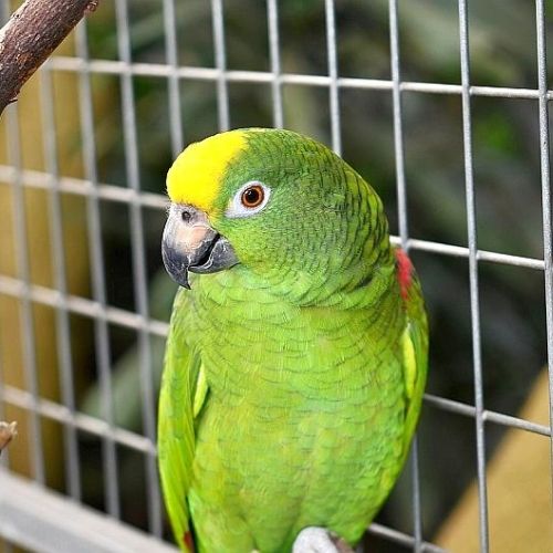 Características de los loros 