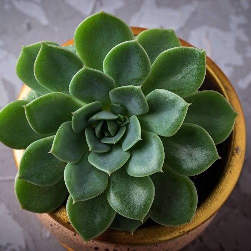 Suculentas plantas para interior de casa