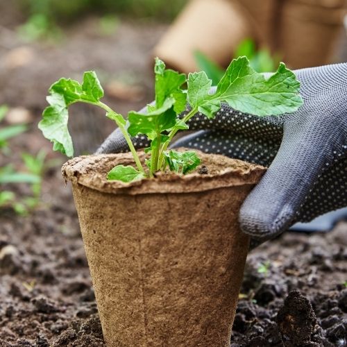 elegir plantas para el hogar