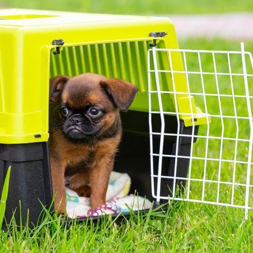 viajar fuera del país con mascotas requisitos guatemala