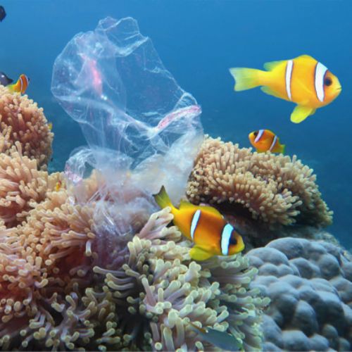 5 consejos que puedes poner en práctica para proteger los arrecifes de coral
