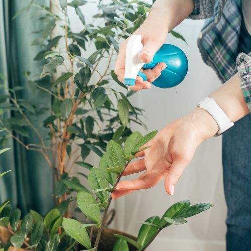5 fungicidas caseros para cuidar las plantas en Guatemala 