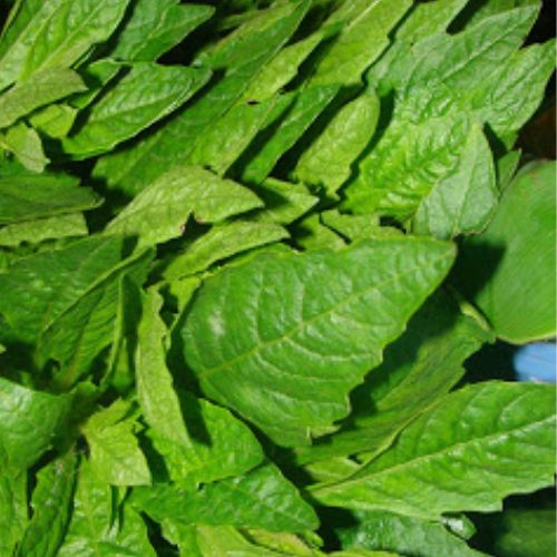 Apazote, una planta medicinal guatemalteca 