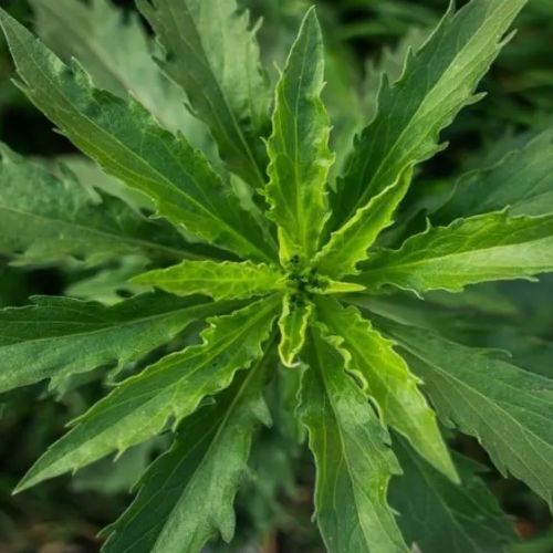 Apazote, una planta medicinal guatemalteca 