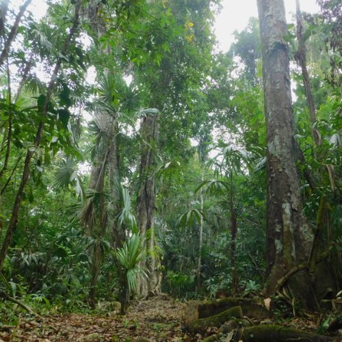 Importancia de los bosques tropicales en Guatemala 