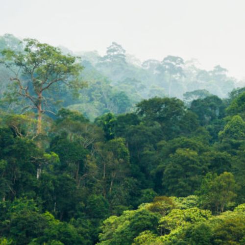 Importancia de los bosques tropicales en Guatemala 