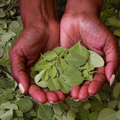 La moringa, una planta medicinal muy popular en Guatemala 