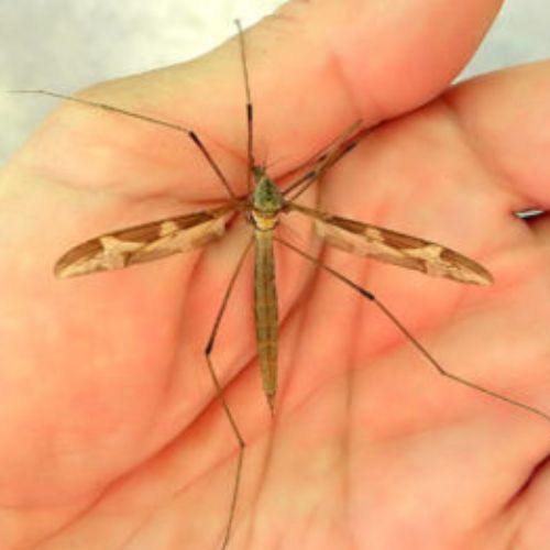 Típula, un insecto muy común en los hogares guatemaltecos 