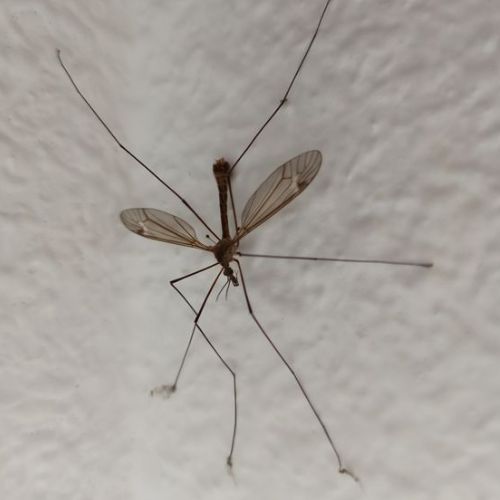 Típula, un insecto muy común en los hogares guatemaltecos 