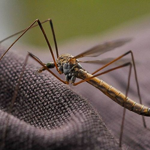 Típula, un insecto muy común en los hogares guatemaltecos 
