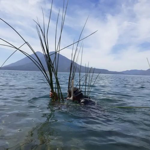 Beneficios de la planta Tul en el Lago de Atitlán, Guatemala 