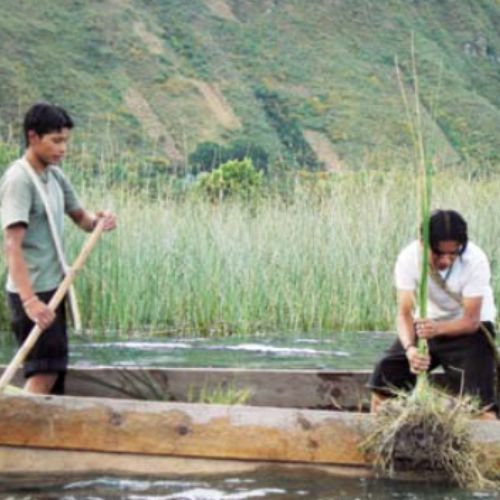 Beneficios de la planta Tul en el Lago de Atitlán, Guatemala