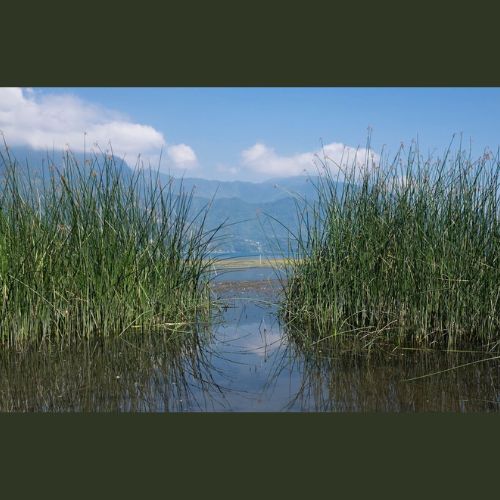 Beneficios de la planta Tul en el Lago de Atitlán, Guatemala 