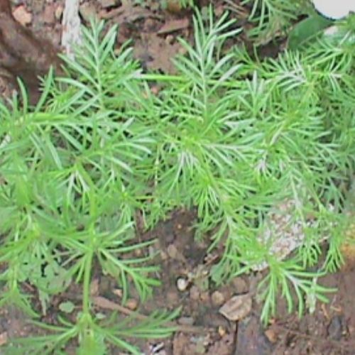 Beneficios del Anís, planta medicinal que se origina en Guatemala 