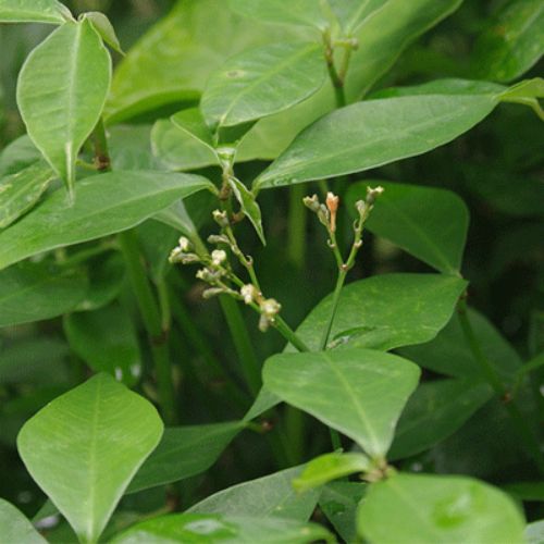 Características del Ixbut, planta que se cultiva en Guatemala 