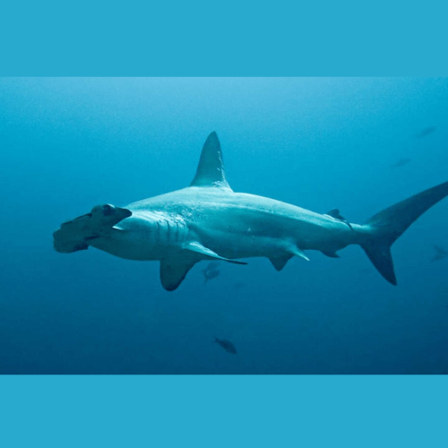 Cinco clases de tiburones que se han encontrado en Guatemala 