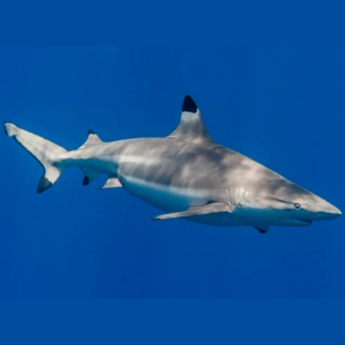 Cinco clases de tiburones que se han encontrado en Guatemala 