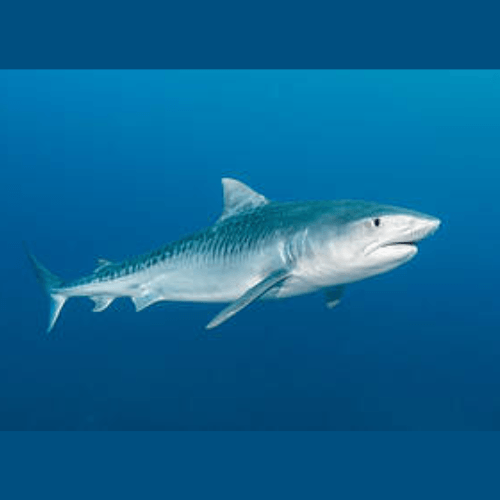 Cinco clases de tiburones que se han encontrado en Guatemala 