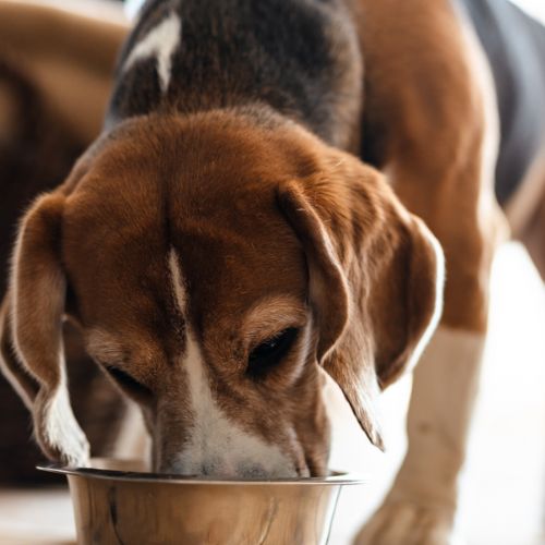 Consejos para alimentar a los perros con comida casera en Guatemala 